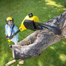 Lawn Pest Prevention in Vallejo, CA