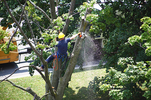 Trusted Vallejo, CA Tree Services Experts